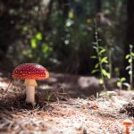 Ein roter Fliegenpilz auf dem Waldboden, umgeben von Moos und Laub. Ein zauberhaftes Herbstmotiv in der Natur, entdeckt auf einem Spaziergang durch die grünen Welten von Stefan Thurau Gartenlandschaftsbau