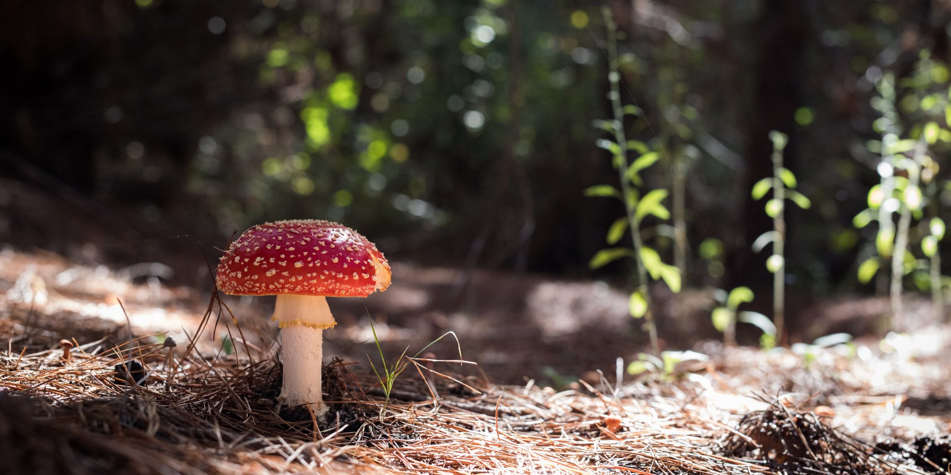 Ein roter Fliegenpilz auf dem Waldboden, umgeben von Moos und Laub. Ein zauberhaftes Herbstmotiv in der Natur, entdeckt auf einem Spaziergang durch die grünen Welten von Stefan Thurau Gartenlandschaftsbau