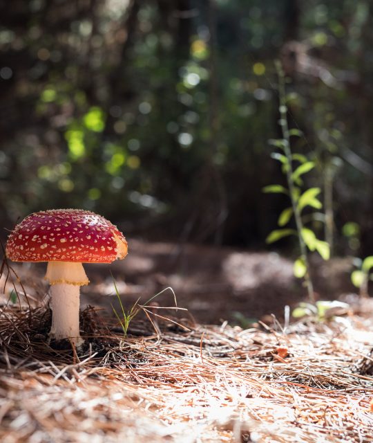 Ein roter Fliegenpilz auf dem Waldboden, umgeben von Moos und Laub. Ein zauberhaftes Herbstmotiv in der Natur, entdeckt auf einem Spaziergang durch die grünen Welten von Stefan Thurau Gartenlandschaftsbau