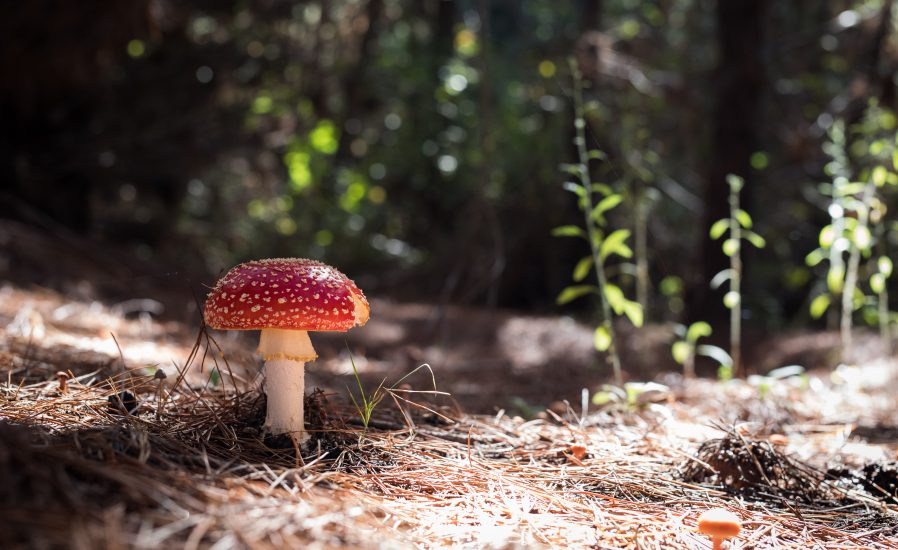 Ein roter Fliegenpilz auf dem Waldboden, umgeben von Moos und Laub. Ein zauberhaftes Herbstmotiv in der Natur, entdeckt auf einem Spaziergang durch die grünen Welten von Stefan Thurau Gartenlandschaftsbau